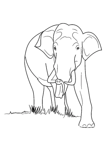 Wild Elephant coloring page