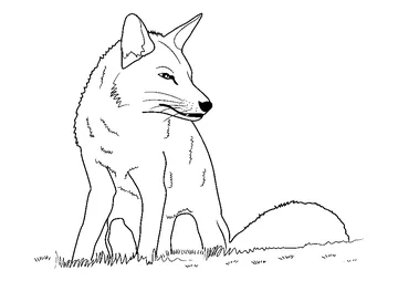 Fox Sitting coloring page