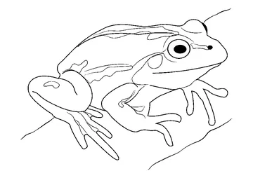 Cute Frog coloring page