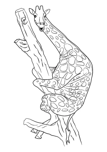 Giraffe Sitting on Tree coloring page