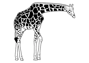 Masai Giraffe coloring page