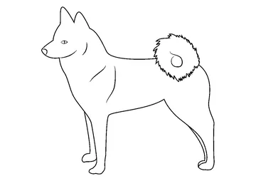 Finnish Spitz coloring page
