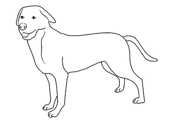 Greater Swiss Mountain coloring page