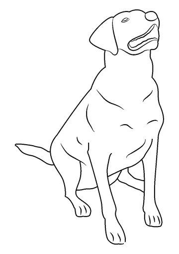 Labrador Retriever coloring page