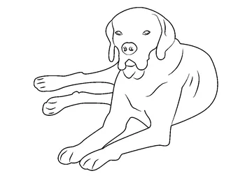 Portuguese Pointer coloring page
