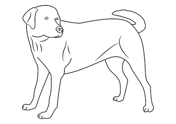 Yellow Labrador Looking new coloring page