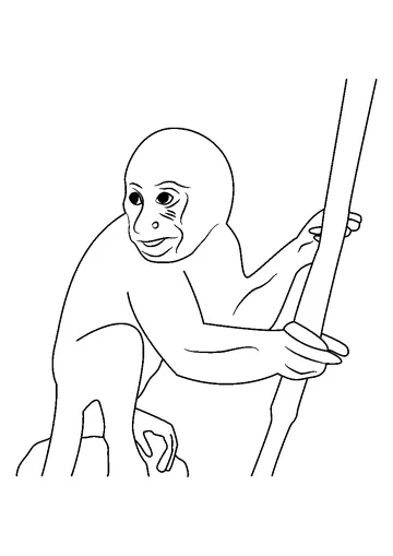Amazon Monkey coloring page
