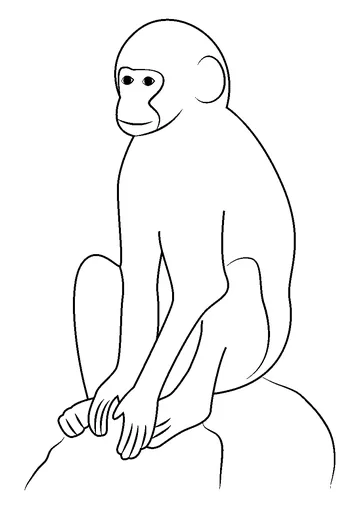 Vervet Monkey coloring page