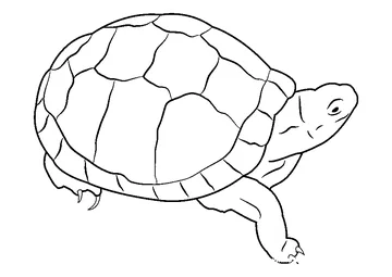 Eastern Box Turtle coloring page