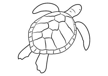 Green Sea Turtle