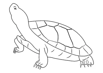 Jumbo Red Ear Slider Turtle coloring page