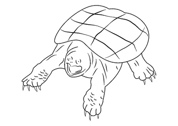 Snapping Turtle coloring page
