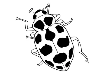 Black Spotted Ladybug coloring page
