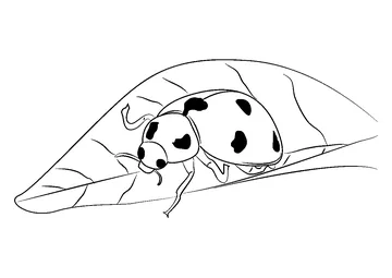 Cute Ladybug coloring page