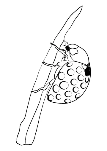 Female Ladybug coloring page