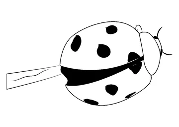 Ladybug 3 coloring page