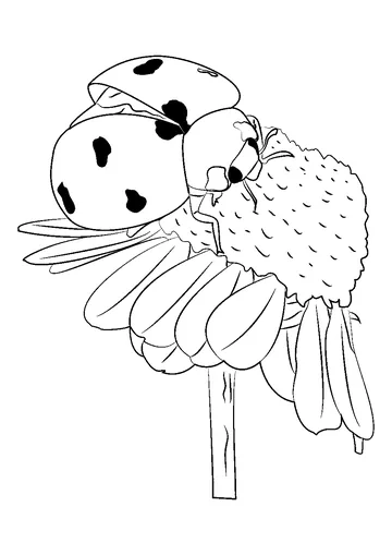 Ladybug Pollinate Flowers