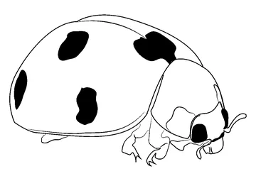 Ladybug Yellow coloring page