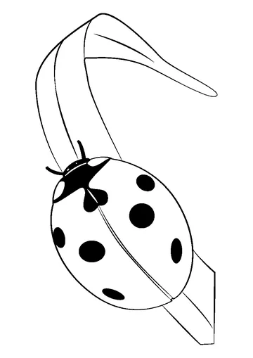 Lady Bug coloring page