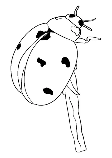 The Brave Ladybug coloring page
