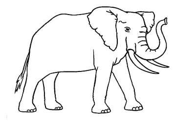 Elephant coloring page