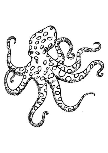 Octopus coloring page
