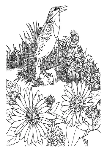 Meadowlark and wild sunflower kansas state bird and flower coloring page