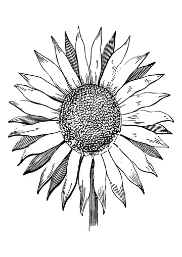 Pattern sunflower coloring page