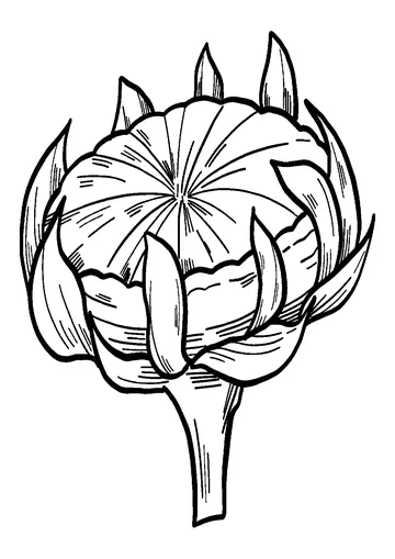 Sunflower coloring page