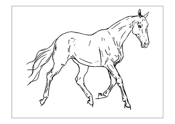 Akhal Teke coloring page
