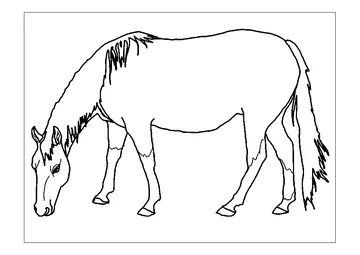 American Quarter coloring page