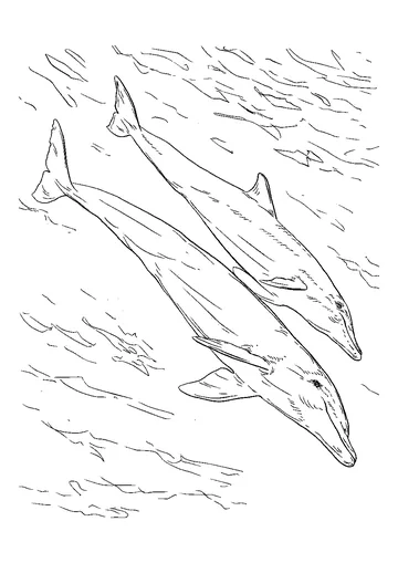 Bottlenose dolphin mother and juvenile coloring page