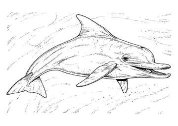 The Acient Dolphin shows its teeth coloring page