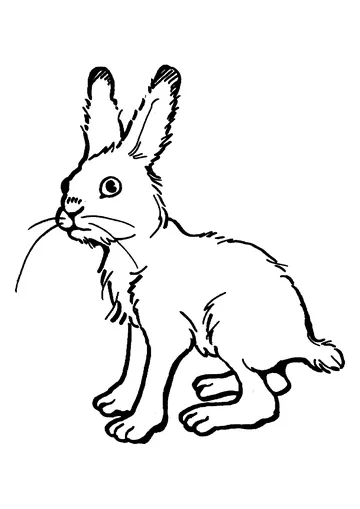 Tall Bunny has four thin legs coloring page