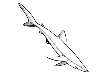 Name of blue shark come from the blue color of the skin coloring page