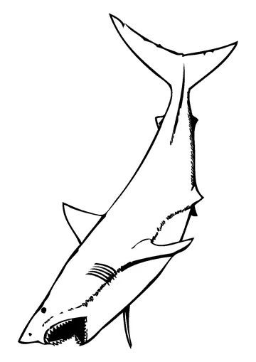 Great white shark with mouth open coloring page