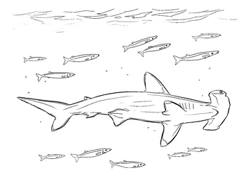 Hammerhead Shark with pilot fishes in marine life coloring page