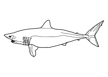 Mako shark has large long eyes and blade-like teeth that protrudes from its mouth coloring page