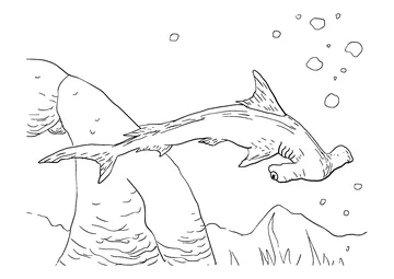 Scalloped Hammerhead Shark has a broadly arched and narrow-bladed head coloring page