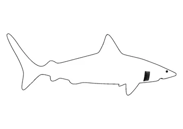 Drawing shark outline for preschoolers coloring page