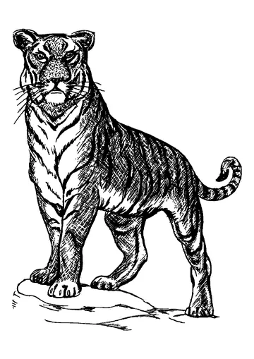 The tiger has a very powerful stance coloring page