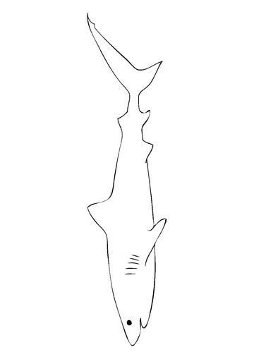 Tiger shark outline is one of the longest shark species coloring page