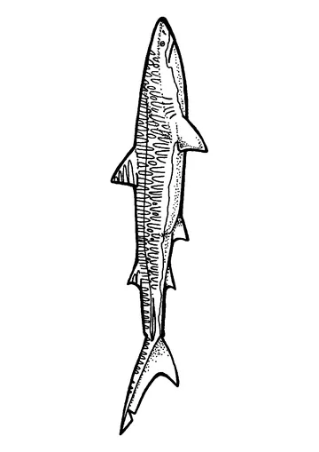 Tiger shark has characteristic vertical bars that cover the sides of its body coloring page