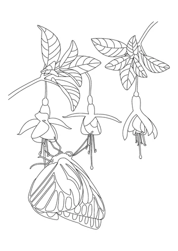 Butterfly coloring page