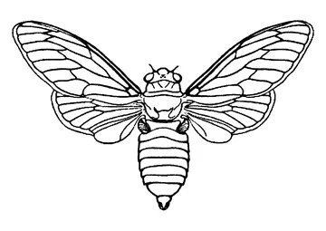 Butterfly coloring page
